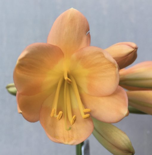 SH593  Mid to dark peach Clivia miniata with apricot tones and yellow throat (1 medium size offset attached)