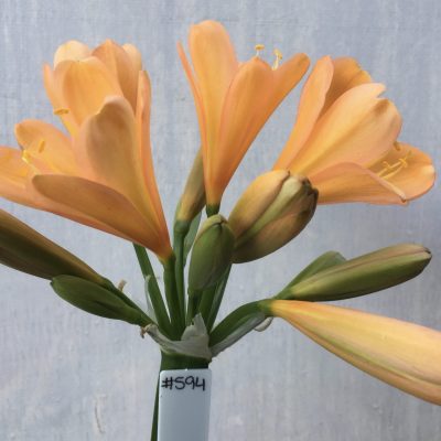 SH594  Mid to dark peach Clivia miniata with pink blush