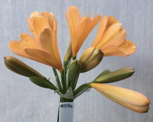 SH594  Mid to dark peach Clivia miniata with pink blush