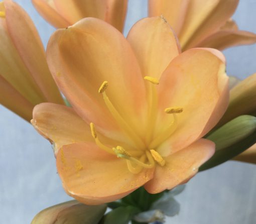 SH594  Mid to dark peach Clivia miniata with pink blush - Image 2