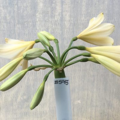 SH595  Light peach Clivia miniata with yellow tones and throat