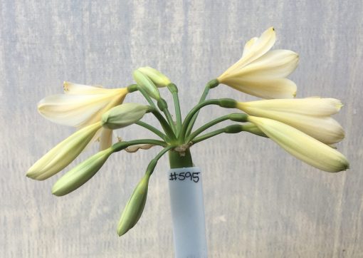 SH595  Light peach Clivia miniata with yellow tones and throat