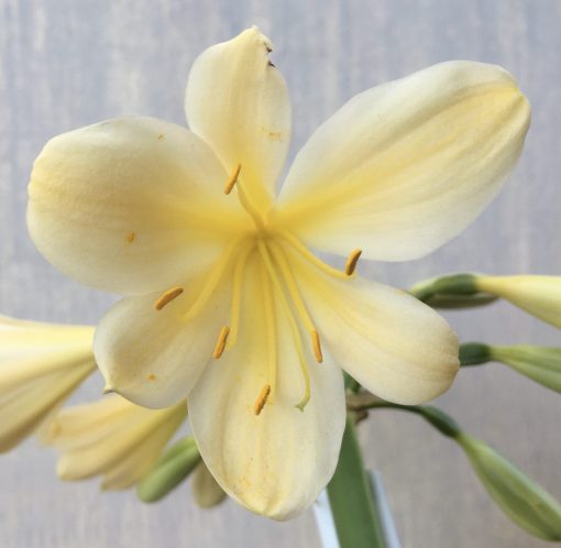 SH595  Light peach Clivia miniata with yellow tones and throat - Image 2