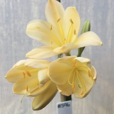 SH596  Light peach Clivia miniata with yellow tones