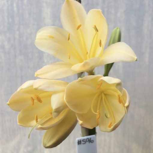 SH596  Light peach Clivia miniata with yellow tones