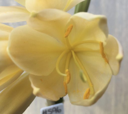 SH596  Light peach Clivia miniata with yellow tones - Image 2