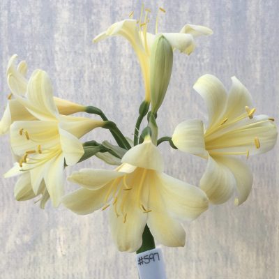 SH597  Cream/yellow Clivia miniata with re-curve petals and yellow throat