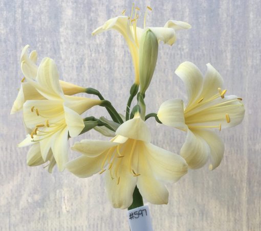 SH597  Cream/yellow Clivia miniata with re-curve petals and yellow throat