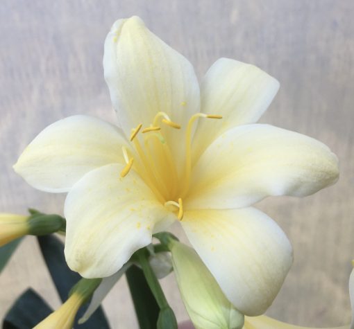 SH597  Cream/yellow Clivia miniata with re-curve petals and yellow throat - Image 2