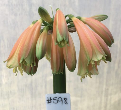 SH598  Nick's 'Garden Goblin' Clivia Interspecific Striking elongated orange flowers with green slightly flared tips - Image 2