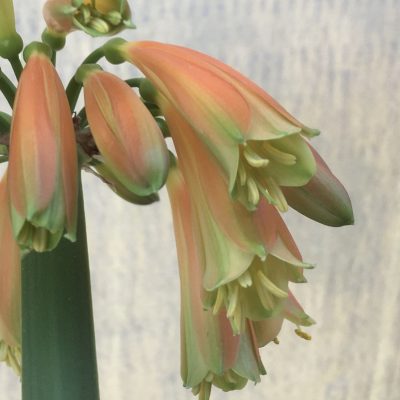 SH598  Nick's 'Garden Goblin' Clivia Interspecific Striking elongated orange flowers with green slightly flared tips