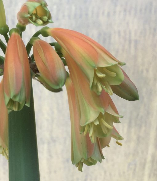 SH598  Nick's 'Garden Goblin' Clivia Interspecific Striking elongated orange flowers with green slightly flared tips