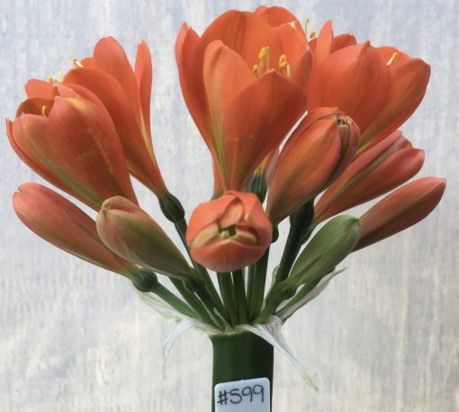 SH599  Darker orange Belgium Hybrid Clivia miniata with light green throat and tulip shaped flowers