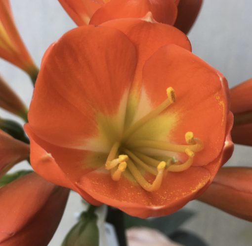SH599  Darker orange Belgium Hybrid Clivia miniata with light green throat and tulip shaped flowers - Image 2