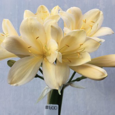 SH600  Very light peach/yellow Clivia miniata with cream tones and open shape