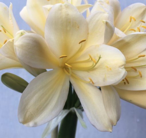 SH600  Very light peach/yellow Clivia miniata with cream tones and open shape - Image 2