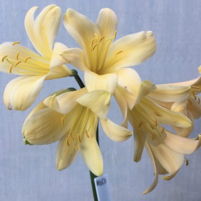 SH601  Light peach Clivia miniata with yellow blush and slightly re-curved petals
