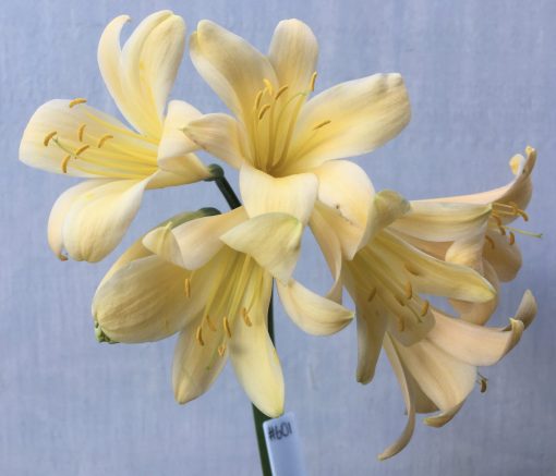 SH601  Light peach Clivia miniata with yellow blush and slightly re-curved petals