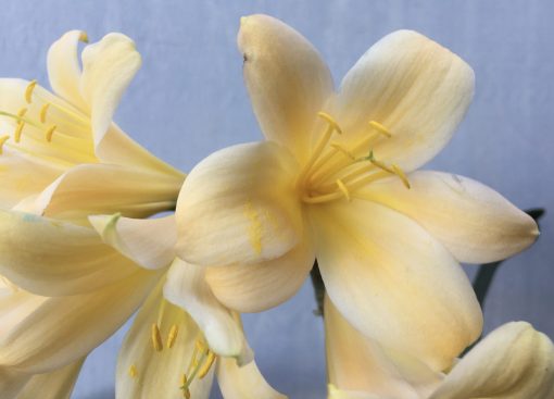 SH601  Light peach Clivia miniata with yellow blush and slightly re-curved petals - Image 2