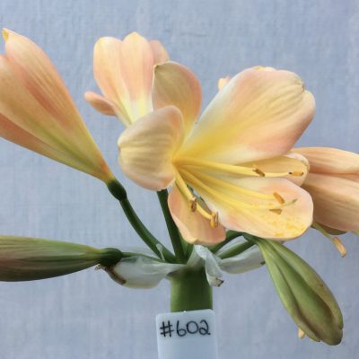 SH602  Mid peach Clivia miniata with very strong pink blush and yellow throat