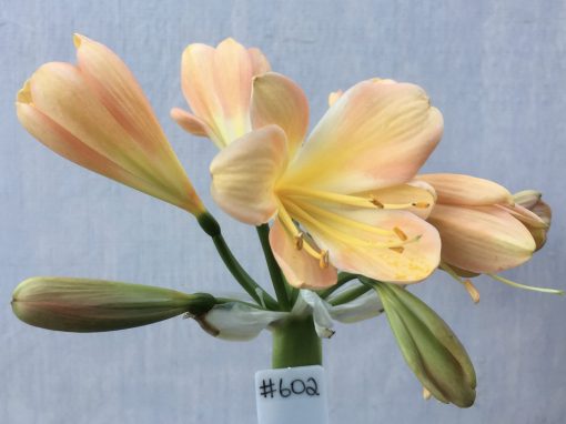 SH602  Mid peach Clivia miniata with very strong pink blush and yellow throat
