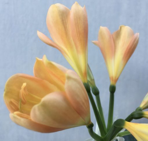 SH602  Mid peach Clivia miniata with very strong pink blush and yellow throat - Image 2