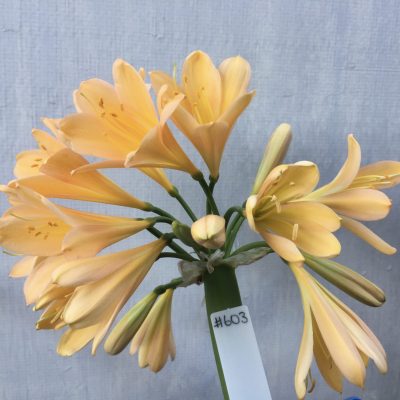 SH603  Mid peach Clivia miniata with pink blush and open light yellow throat