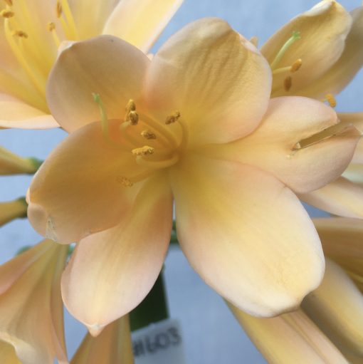 SH603  Mid peach Clivia miniata with pink blush and open light yellow throat - Image 2