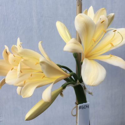 SH604  Light peach Clivia miniata with yellow blush