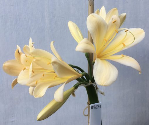 SH604  Light peach Clivia miniata with yellow blush