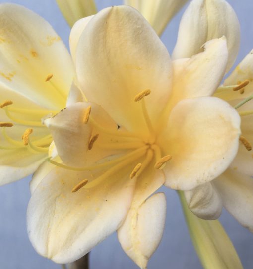 SH604  Light peach Clivia miniata with yellow blush - Image 2
