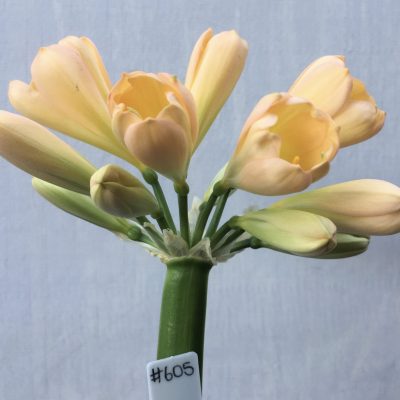 SH605  Mid peach Clivia miniata with strong pink even blush and light green throat and tulip shaped flower
