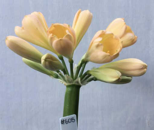 SH605  Mid peach Clivia miniata with strong pink even blush and light green throat and tulip shaped flower
