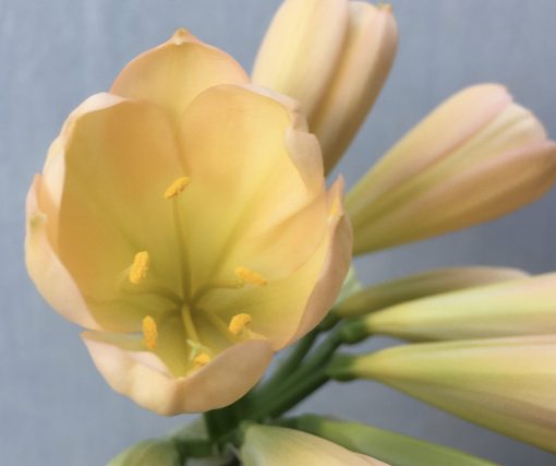 SH605  Mid peach Clivia miniata with strong pink even blush and light green throat and tulip shaped flower - Image 2