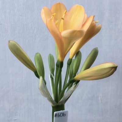 SH606  Mid peach Clivia miniata with pink infusion to petal edges