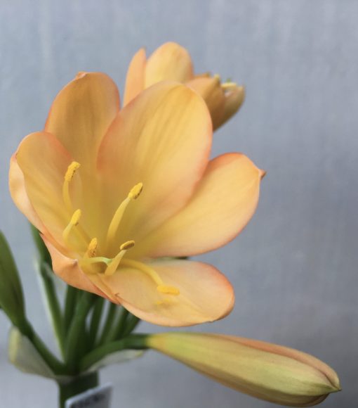 SH606  Mid peach Clivia miniata with pink infusion to petal edges - Image 2