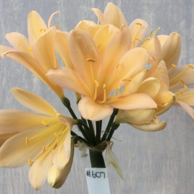 SH607  Mid peach Clivia miniata with pink blush and yellow tones