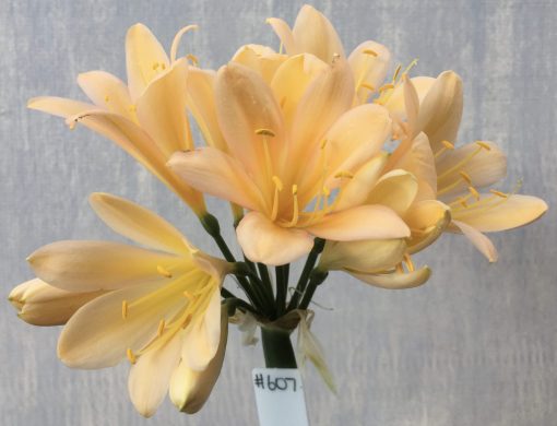 SH607  Mid peach Clivia miniata with pink blush and yellow tones