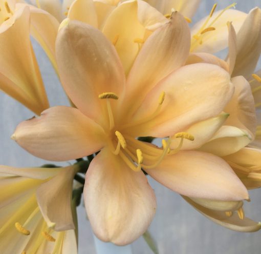 SH607  Mid peach Clivia miniata with pink blush and yellow tones - Image 2