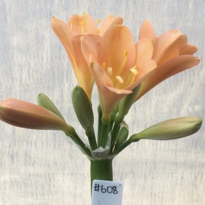 SH608  Dark peach Clivia miniata with smooth pastel tones and yellow throat
