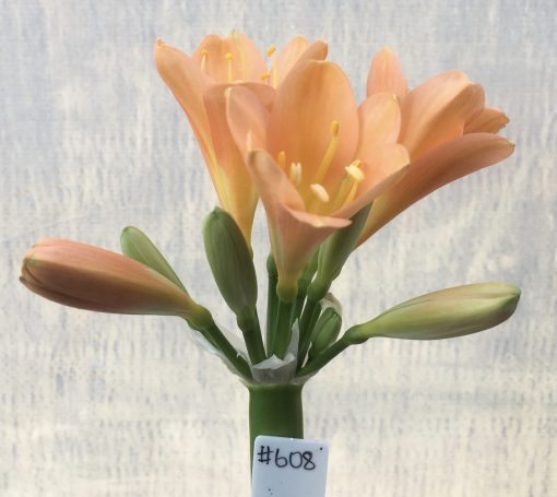 SH608  Dark peach Clivia miniata with smooth pastel tones and yellow throat