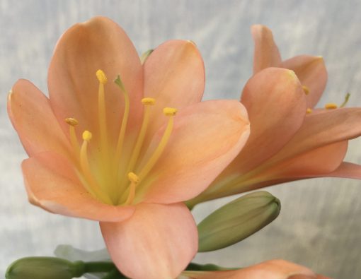 SH608  Dark peach Clivia miniata with smooth pastel tones and yellow throat - Image 2
