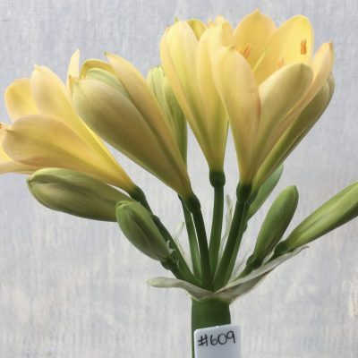SH609  Light peach Clivia miniata with faint pink blush, light green throat and chloroplasts to new buds