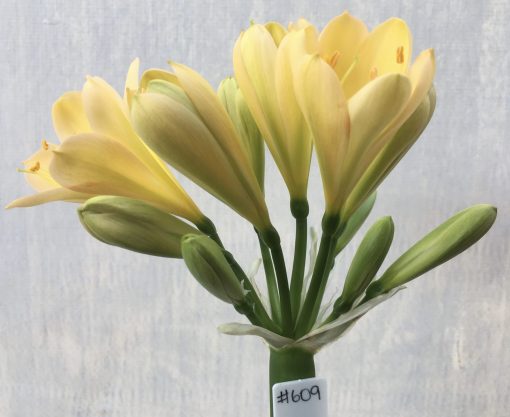 SH609  Light peach Clivia miniata with faint pink blush, light green throat and chloroplasts to new buds