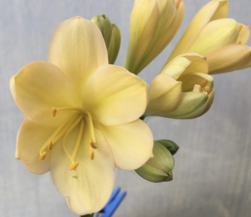 SH609  Light peach Clivia miniata with faint pink blush, light green throat and chloroplasts to new buds - Image 2