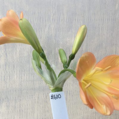 SH610  Mid to dark peach Clivia miniata with broad petals and yellow throat