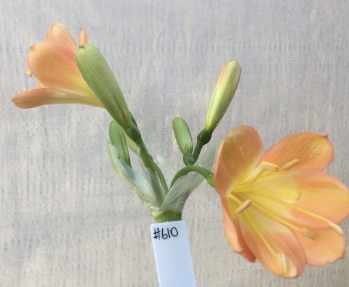 SH610  Mid to dark peach Clivia miniata with broad petals and yellow throat