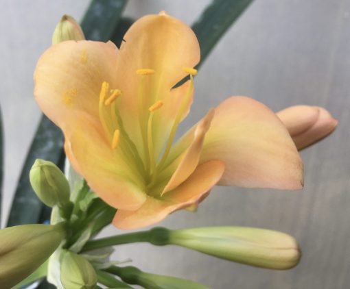 SH614  Mid peach Clivia miniata with light green throat - Image 2
