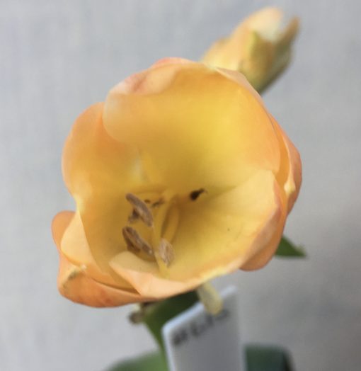 SH615  Mid peach Clivia miniata with pink blush - Image 2