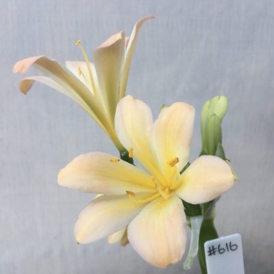 SH616  Light peach Clivia miniata with pink blush and slightly re-curved petals (2 medium sized offsets attached)